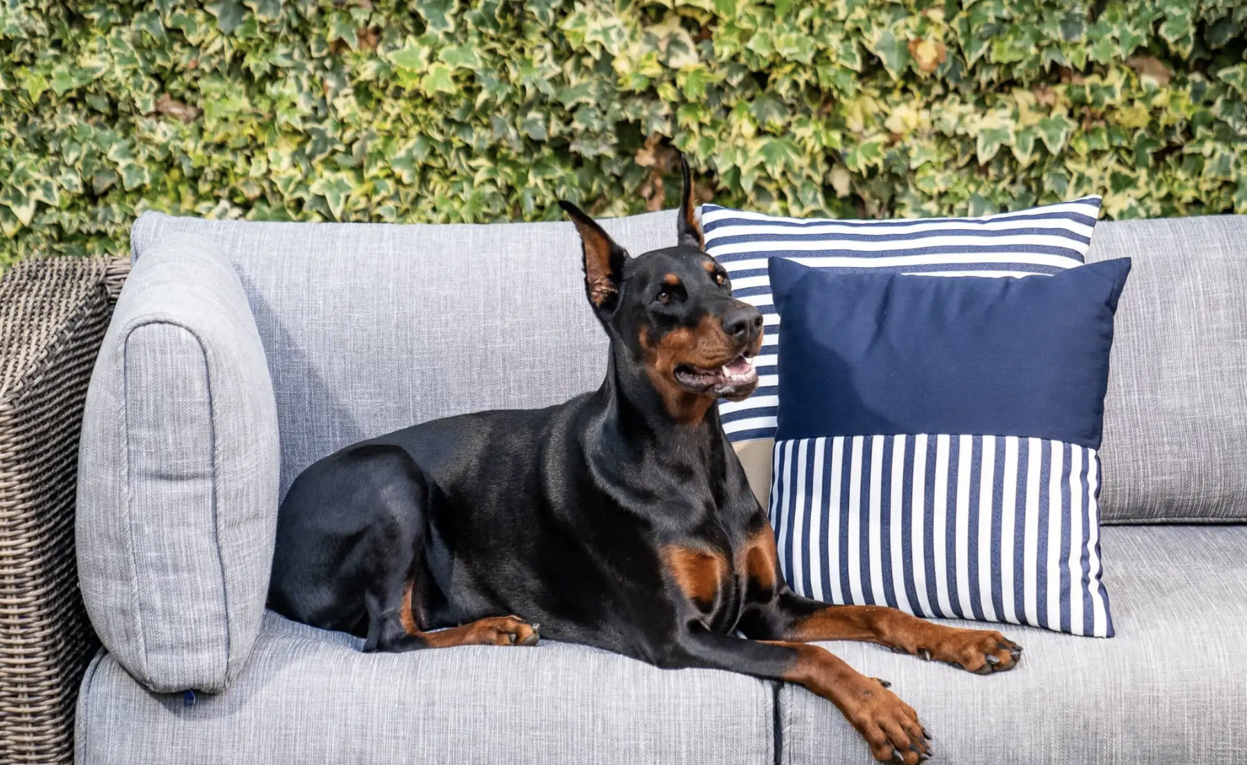 A dog sitting on outdoor cushions